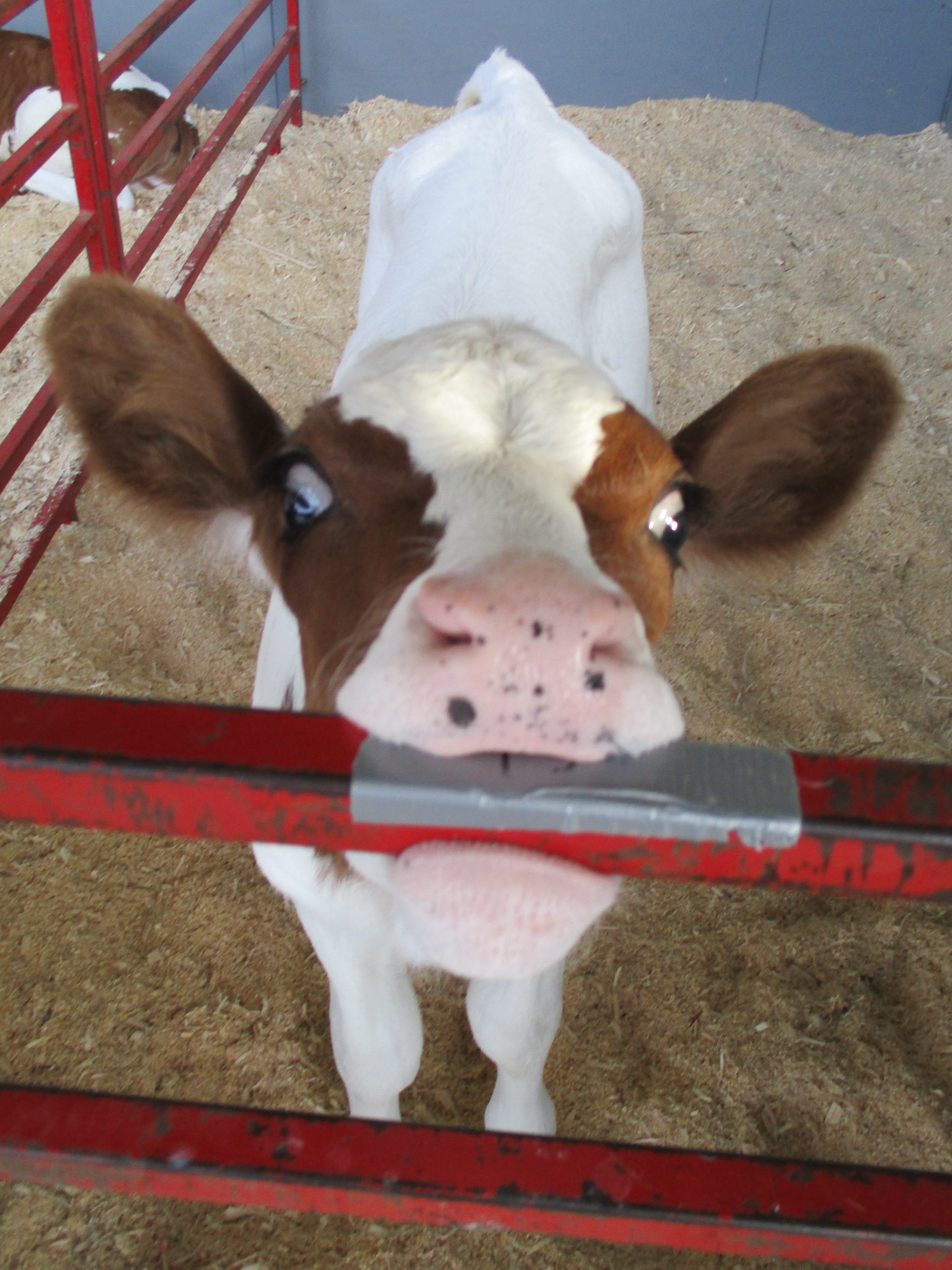 Skowhegan State Fair