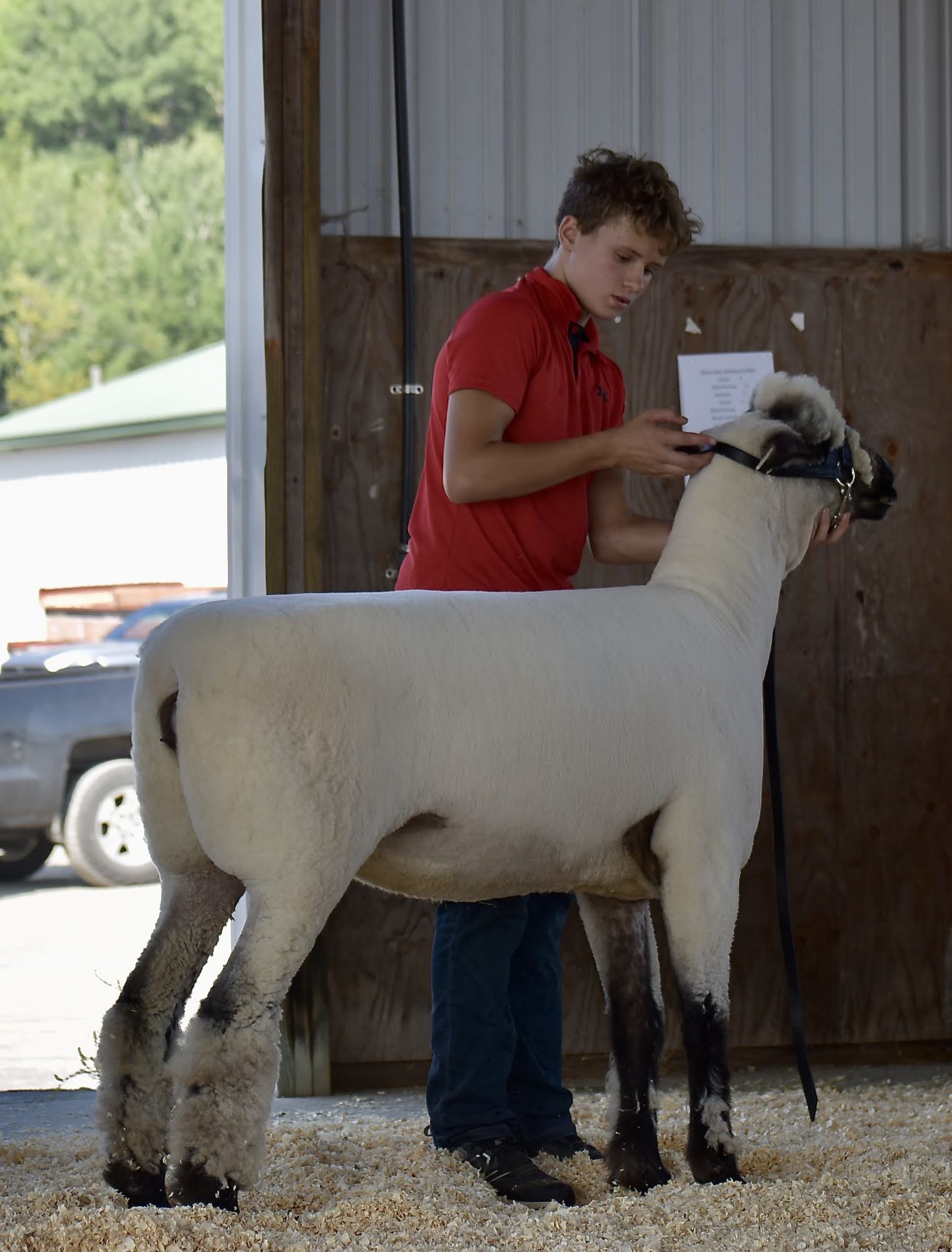 Sheep Show Ring